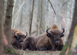 photo-save-bialowieza