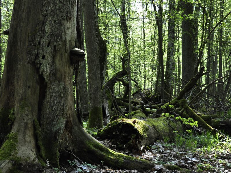 Poland faces €100,000-a-day fines over illegal logging in Bialowieza Forest