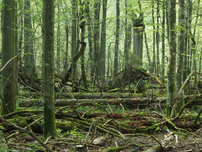 ‘Let nature decide’ – rectors of most distinguished Polish universities against the logging