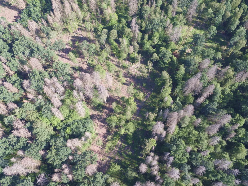 Logging in old-growth forest despite the UNESCO decision