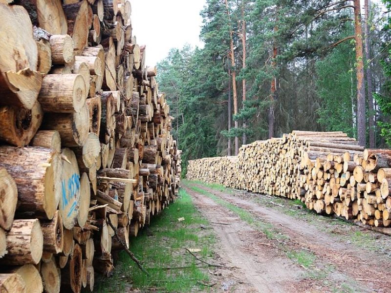 European Commission takes Poland to European Court of Justice over logging in Bialowieza Forest