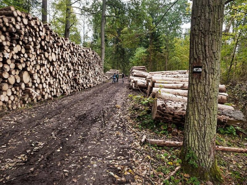 Illegal logging – all timber removal limits much exceeded long ago