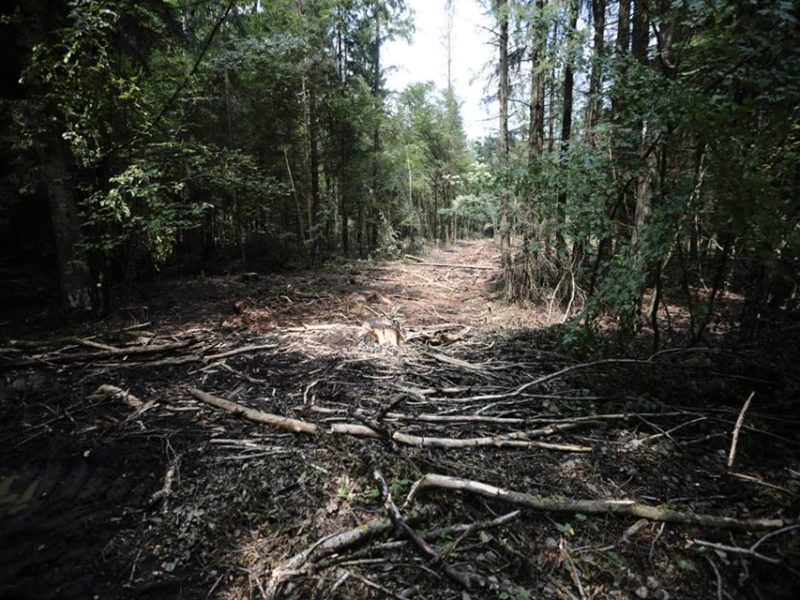 Another protest against commercial logging in the Bialowieza Forest