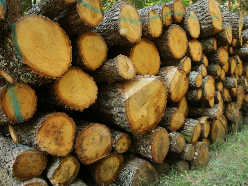 List of companies buying timber from the Forest