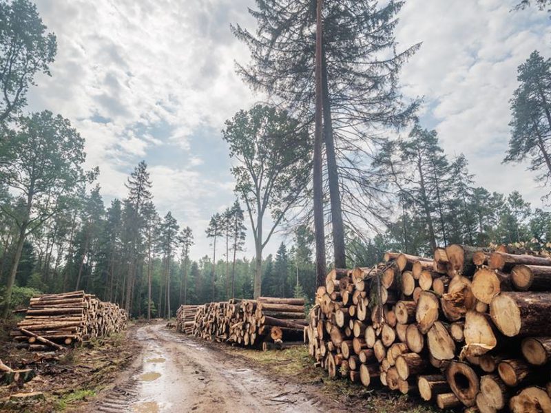 Szyszko won’t give up logging. 11th blockade in the Forest.