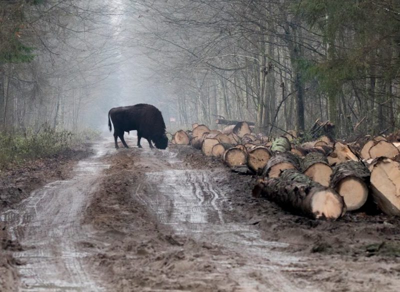 Logging goes on as before. We will march for the Forest on Dec. 30th.