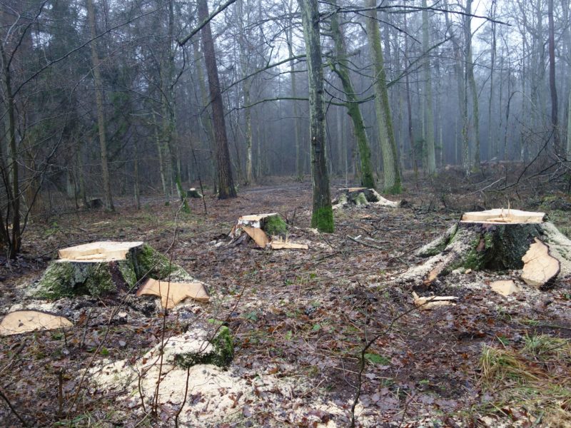 Logging of the Białowieża Forest assessed unlawful by CJEU Advocate General